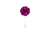 Magenta Purple Lapel